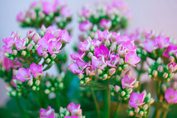 Blumen als ruhige Impression
